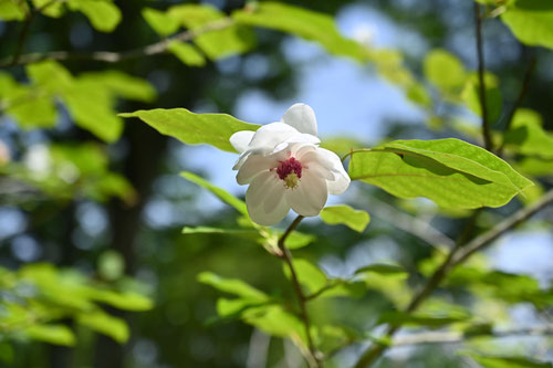 ６月に開花する樹木,白