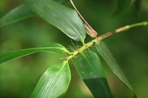 Japanese timber bamboo