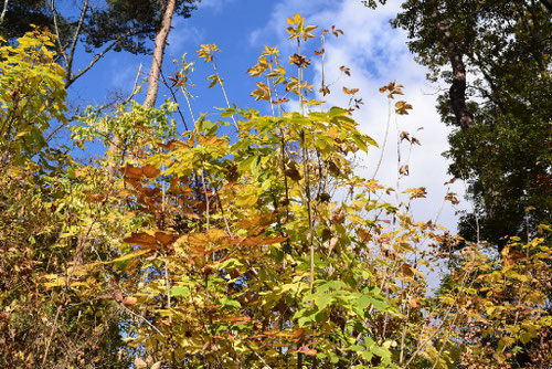 コシアブラの木,紅葉,ゴンゼツノキ