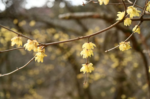 Flowering trees in December in Japan