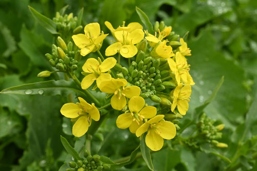 ナノハナ,Flower brassica