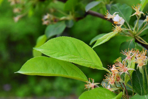 姫林檎の葉っぱ,ひめりんご,樹木図鑑,ヒメリンゴ