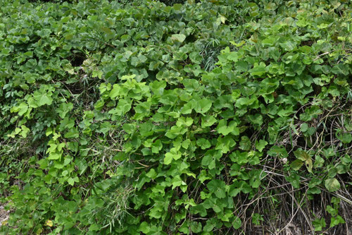 葛のツル,くず,植物,クズ