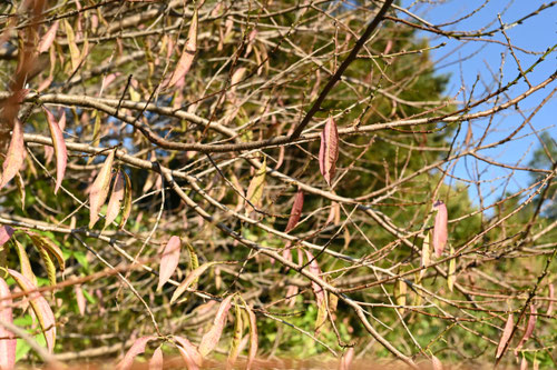 アーモンドの木,花