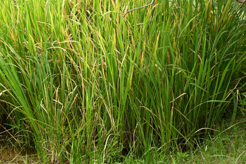 ショウブ,しょうぶ,菖蒲,植物