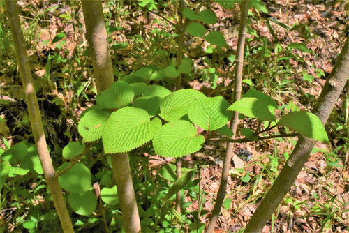 手鞠花,植物