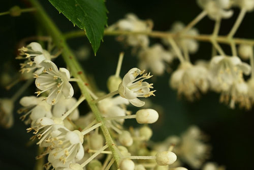蝶々,リョウブの花,りょうぶ