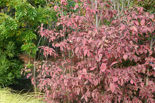 やまぼうしの紅葉,ヤマボウシ,山法師