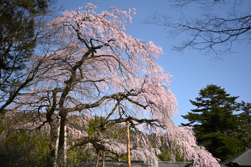 しだれざくら,画像,シダレザクラ