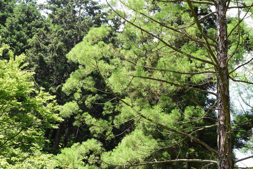 chinese swamp cypress