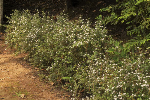 生垣に向いている低木