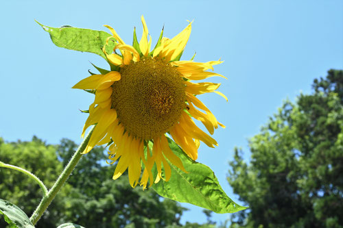 ヒマワリの花,画像