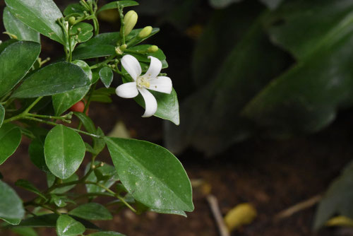 蜜柑の仲間,種類