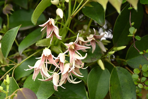 郁子の花