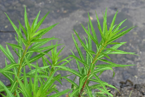 たこのあし,植物