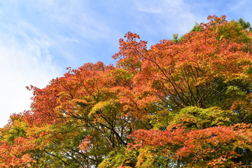 山もみじの木,紅葉,やまもみじ,ヤマモミジ