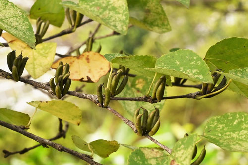 カツラの果実,種子,樹木