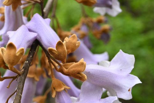 桐の木,開花