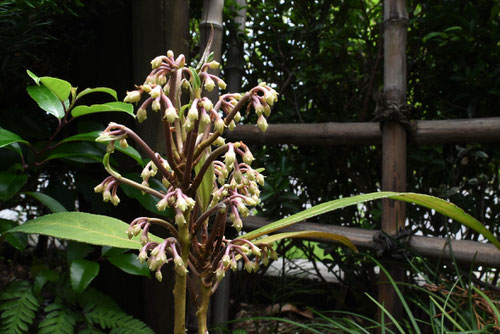 百両,植物,からたちばな