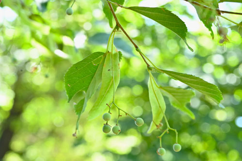 菩提樹,植物,ぼだいじゅ,ボダイジュ