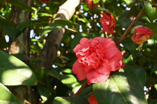 大唐子（おおからこ）