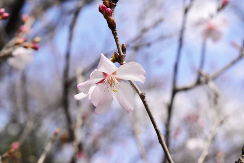ヒガンザクラ,彼岸桜が咲く頃,ひがんざくら