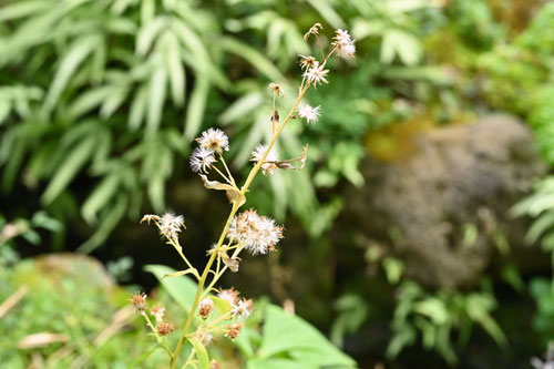 あきのきりんそう,植物,アキノキリンソウ