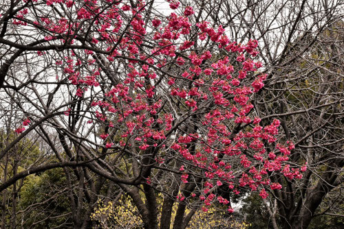 寒緋桜,カンヒザクラの花,かんひざくら