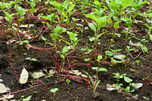 アイ,藍染め,植物,たであい,タデアイ