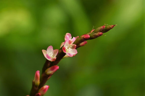 あい,アイ,植物,藍染