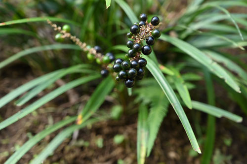 Lily turf 