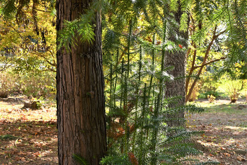 こうようざん,China fir,leaves