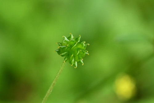 キツネノボタンの花,きつねのぼたん,金平糖のような実