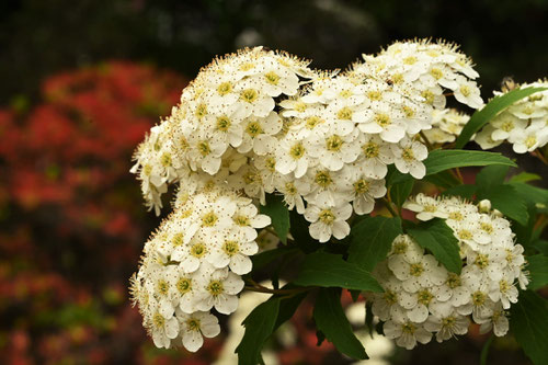 こでまりの木の花