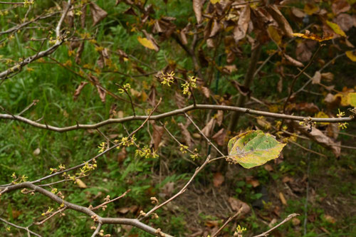 あめりかまんさく,樹木