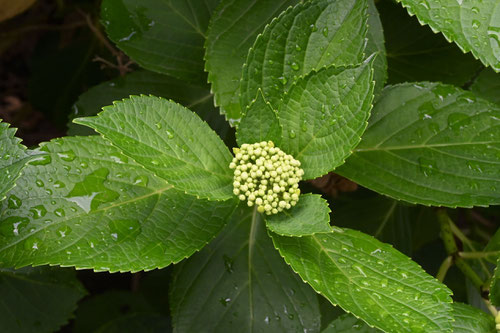 Lacecap hydrangea