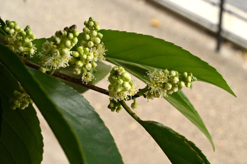 バクチノキ,花,ばくちのき
