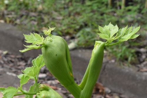 あしたばの新芽