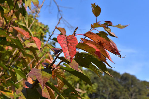 染井吉野,紅葉