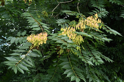 tree of heaven