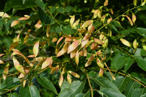 tree of heaven,ニワウルシ,にわうるし,庭漆の木