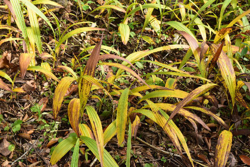 紫蘭,植物,特徴