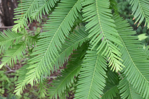 見分け方,メタセコイア