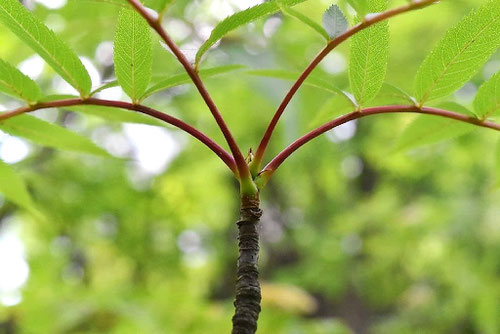 ナナカマド,七竈,樹木,葉っぱ