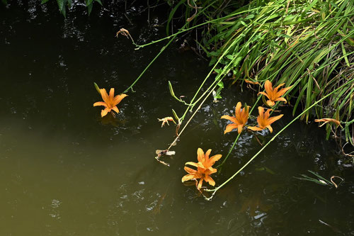 のかんぞうの花