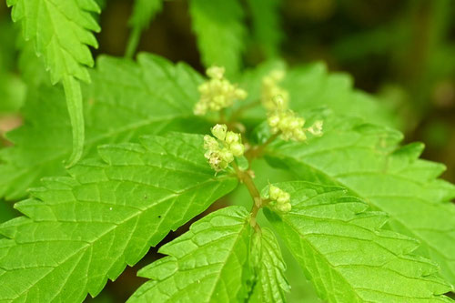 みずな,野草,うわばみそう,植物