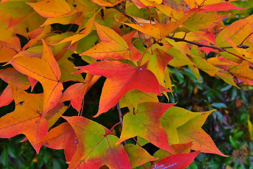 タイワンフウ　紅葉