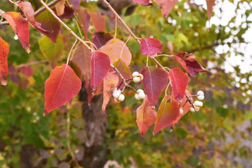 ナンキンハゼ,唐櫨の木,なんきんはぜ