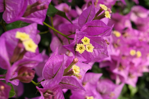 紫色の花が咲くツル性の植物