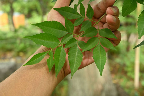 センダンの木,せんだん,樹木